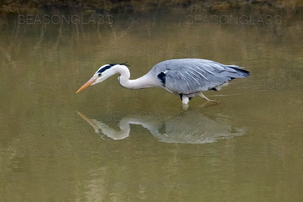 Grey Heron