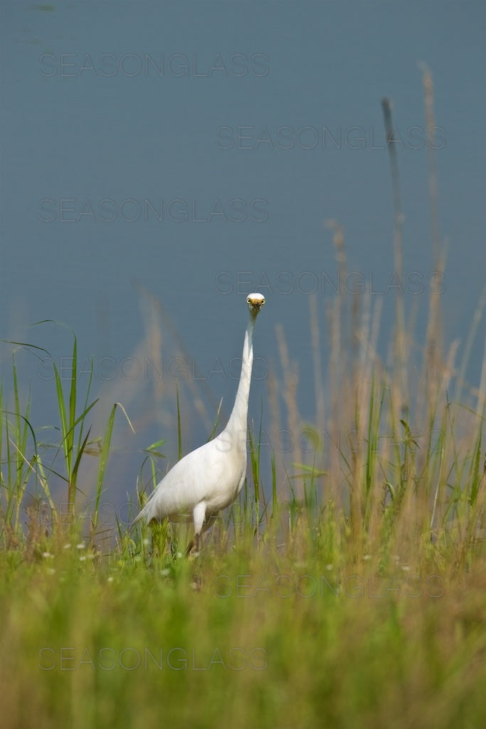 Egret