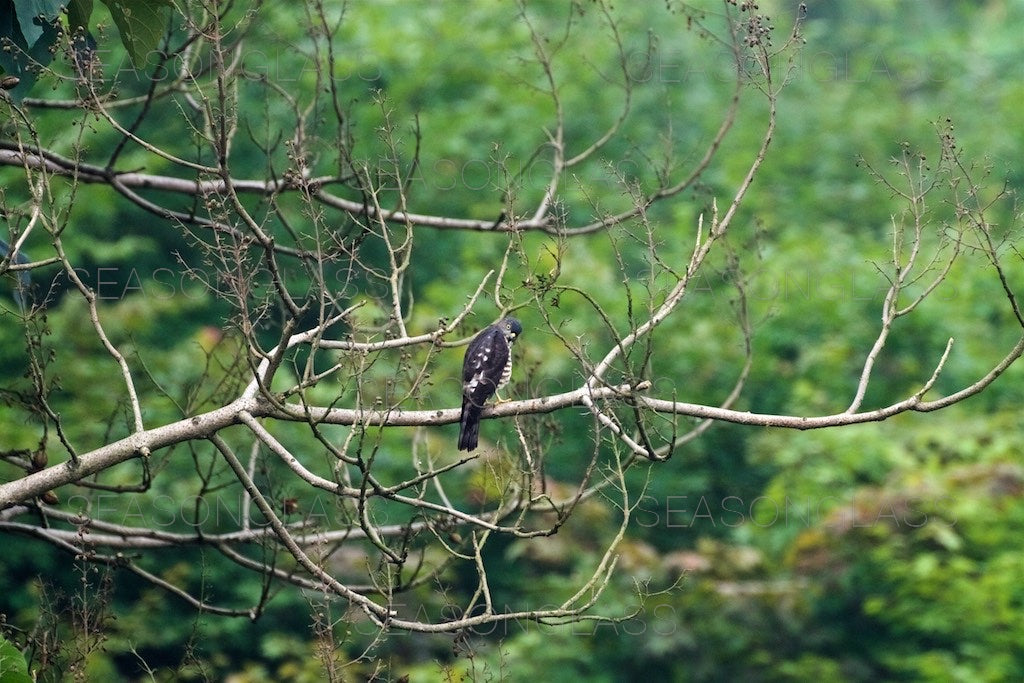 Chinese Sparrowhawk