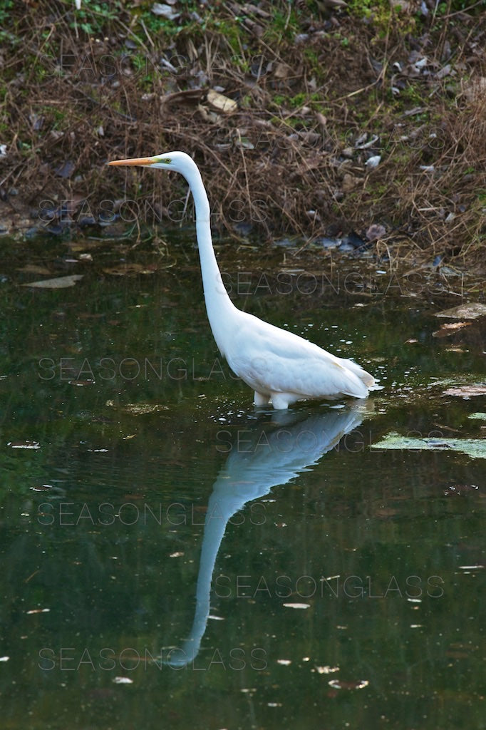 Egret