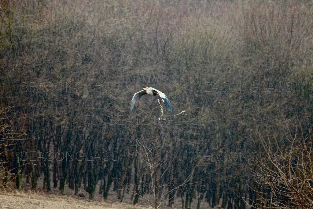 Grey Heron Releasing Droppings