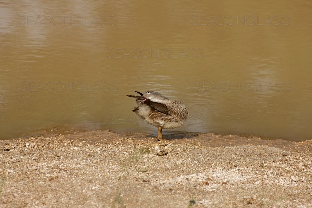 Female Mandarin Duck