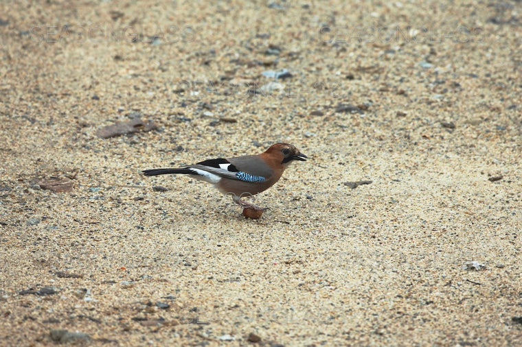Eurasian Jay