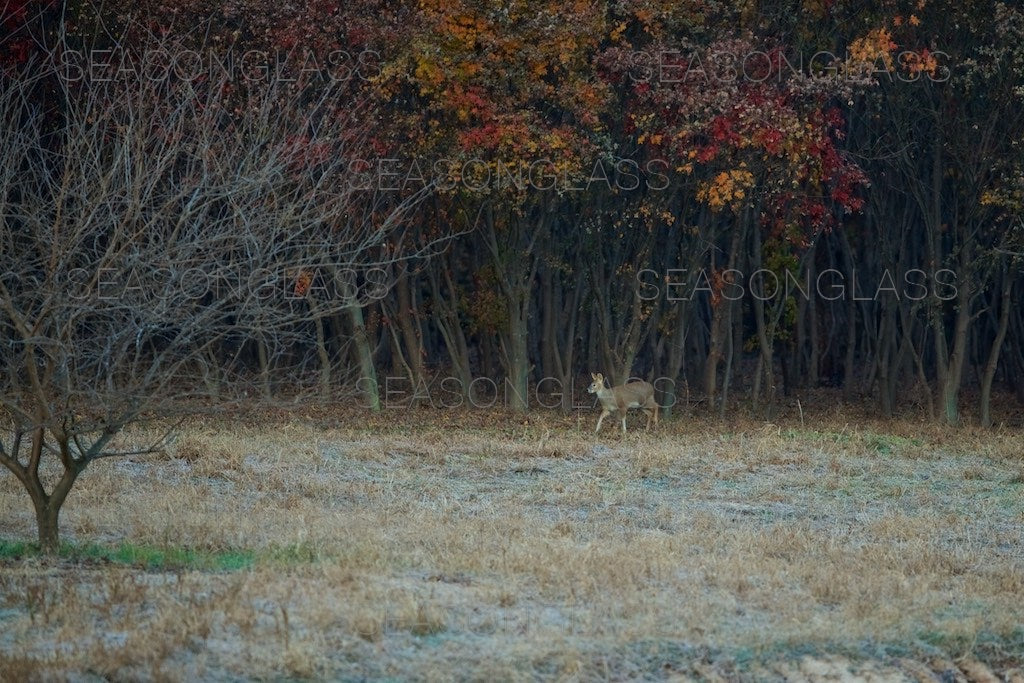 Water Deer