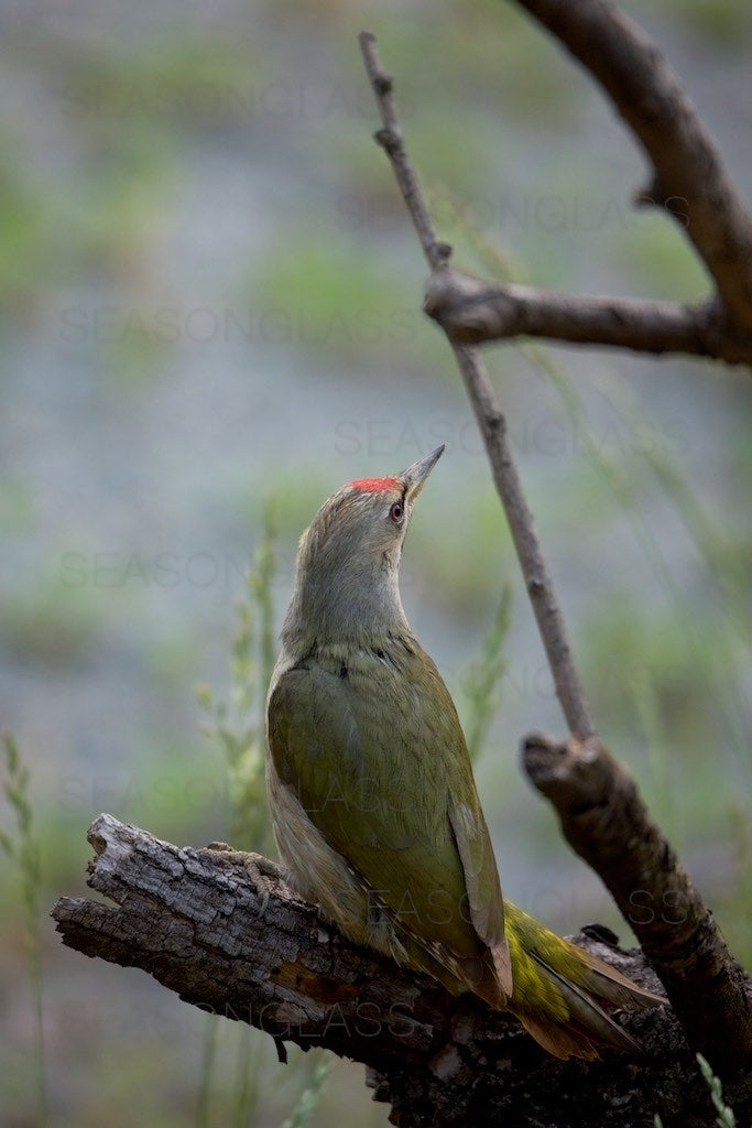 Grey-headed Woodpecker