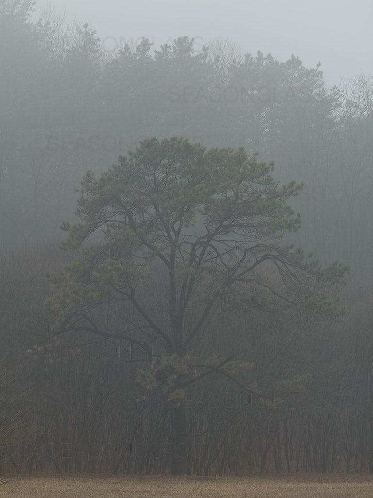 Pine Tree in Winter