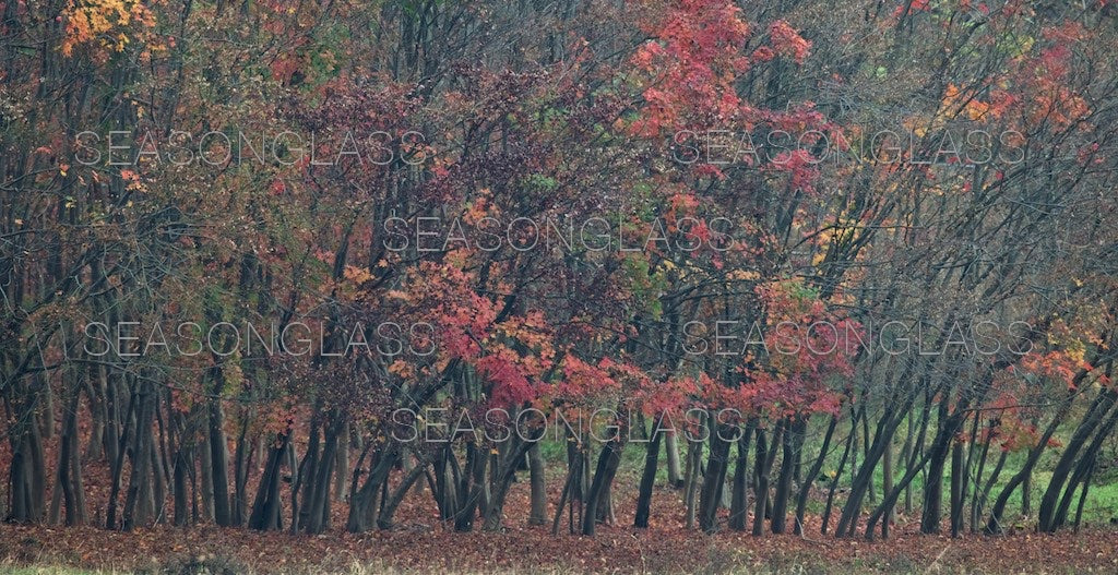 Maple Trees in Autumn