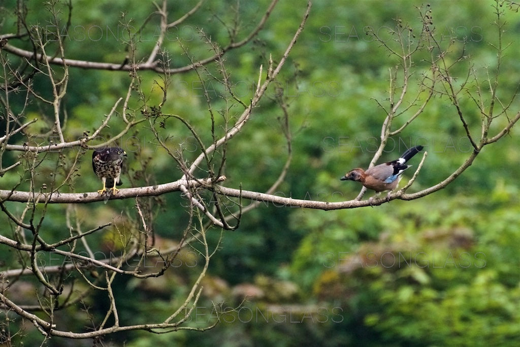 Chinese Sparrowhawk and Eurasian Jay