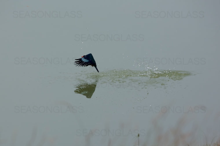 Oriental Dollarbird