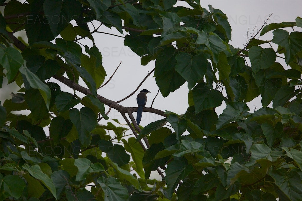 Azure-winged Magpie