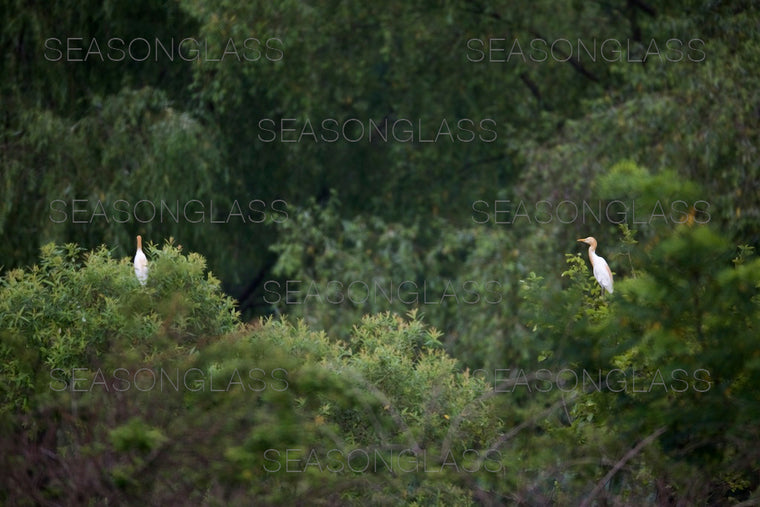 Egrets