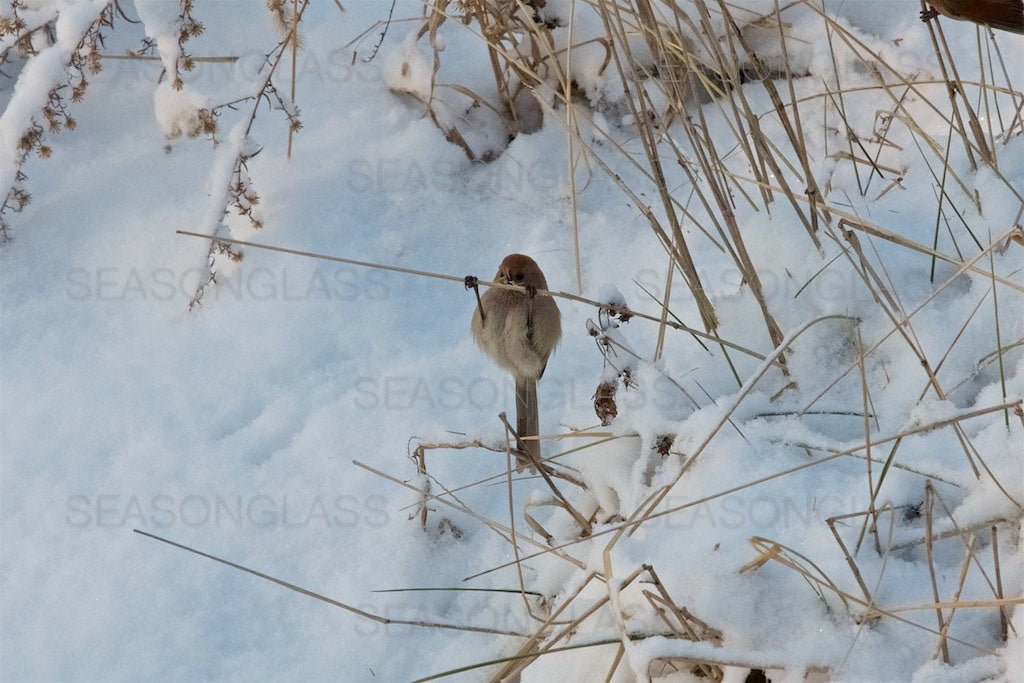 Vinous-throated Parrotbill