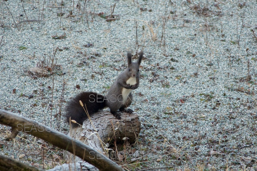 Korean Red Squirrel