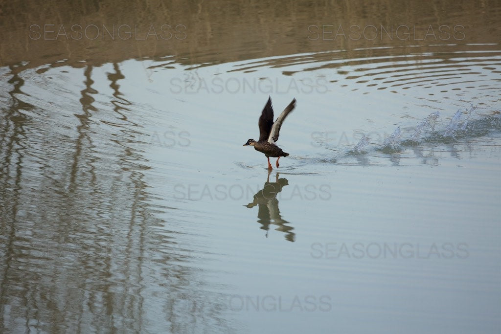 Spot-billed Duck