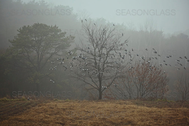 Flock of Magpies