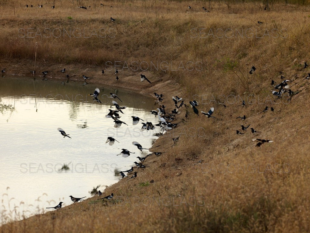 Magpies and Egret