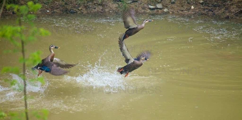 Spot-billed Ducks