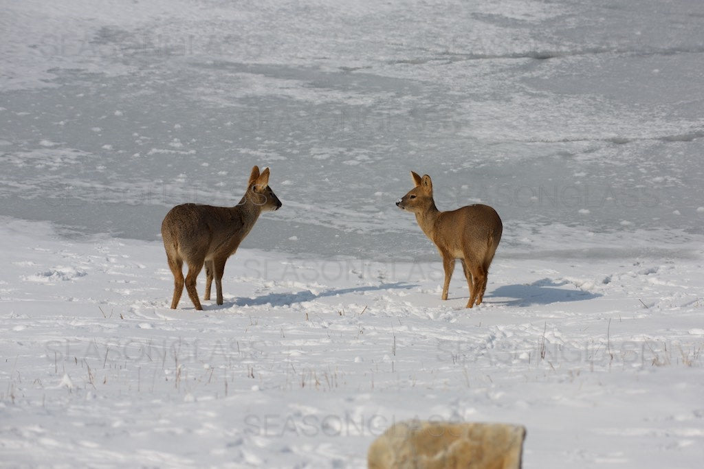 Water Deer