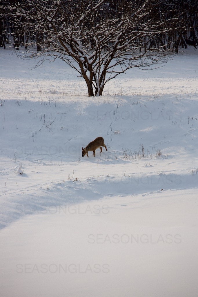 Water Deer