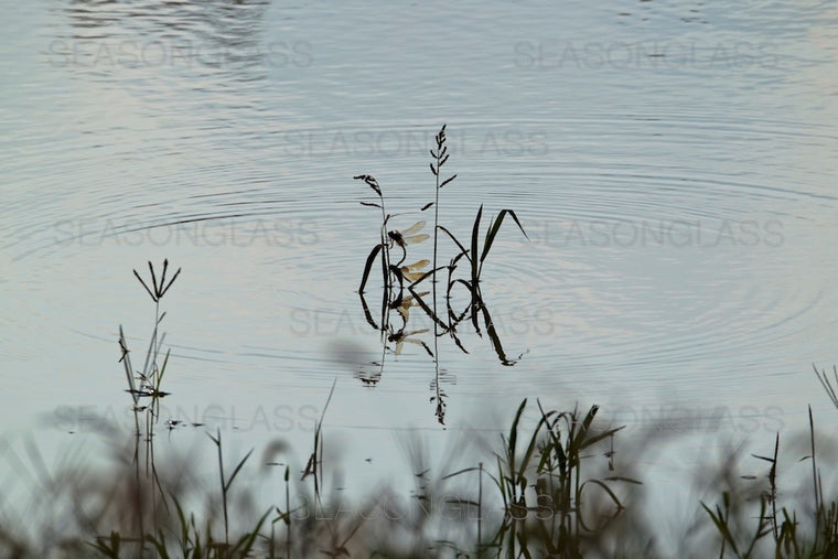 Dragonflies Mating