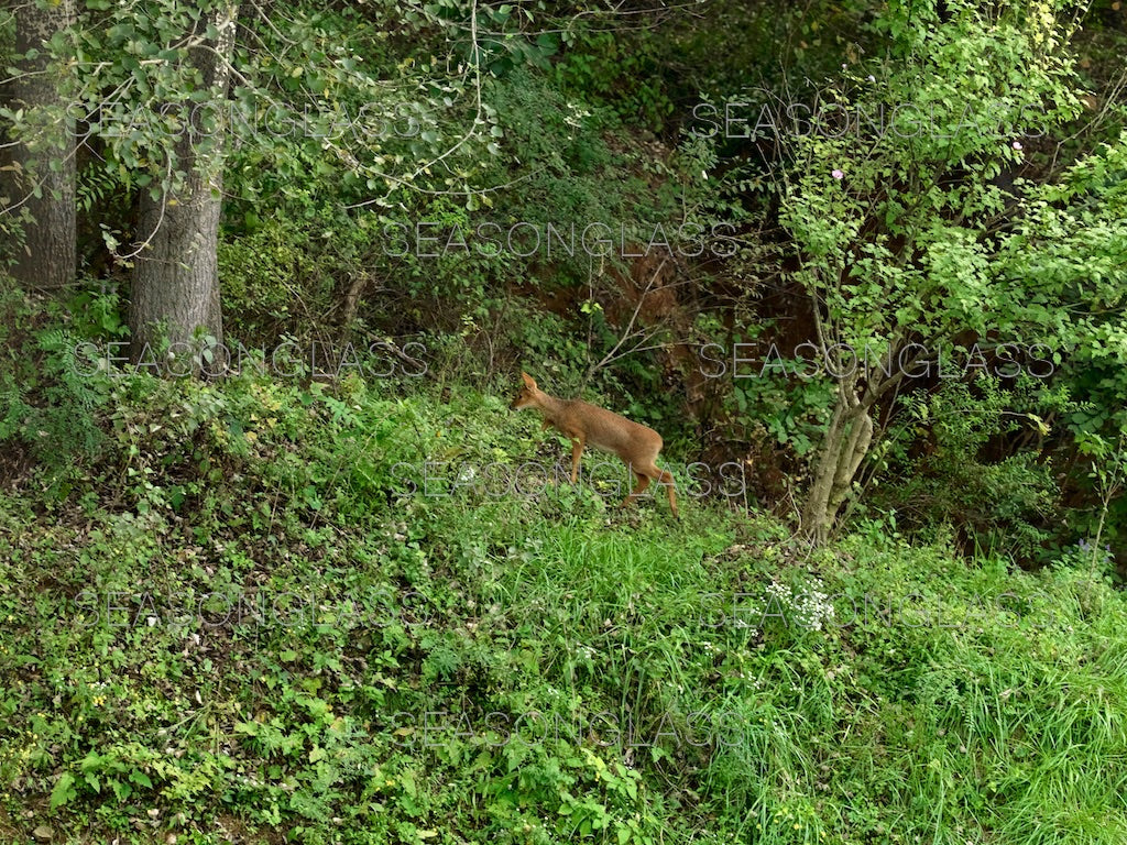 Water Deer