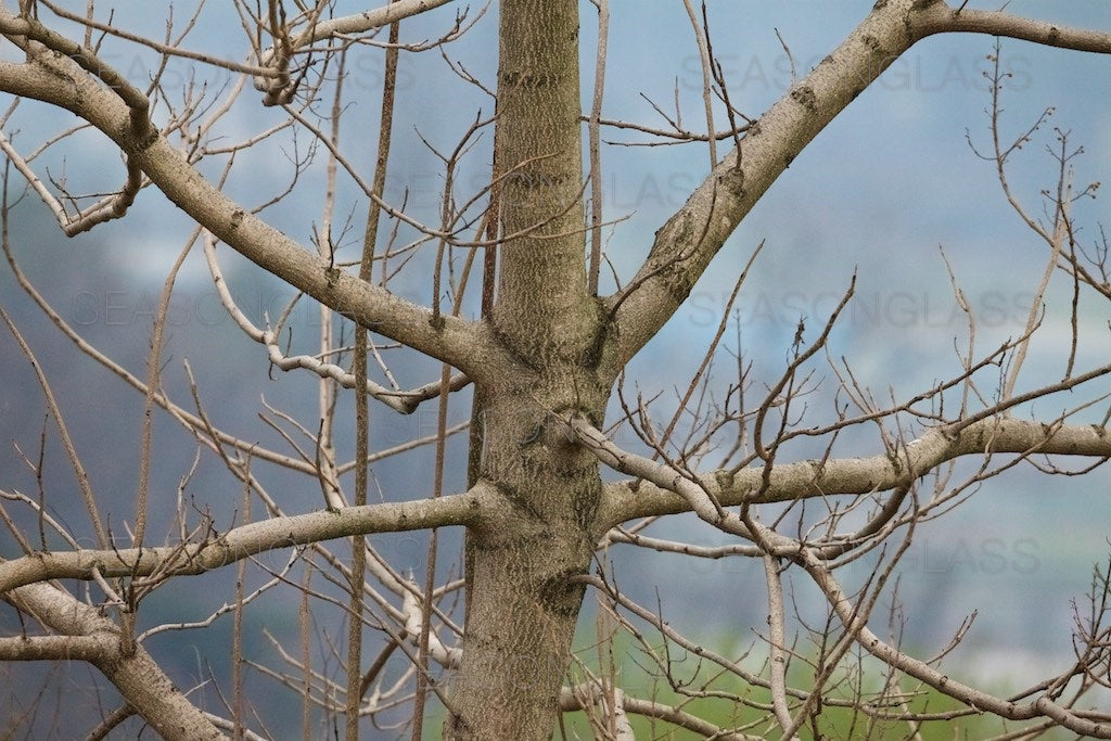 Paulownia Tree