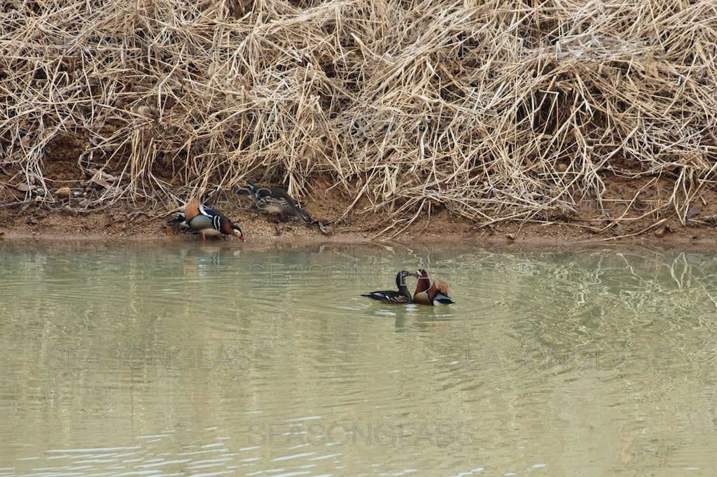 Mandarin Ducks