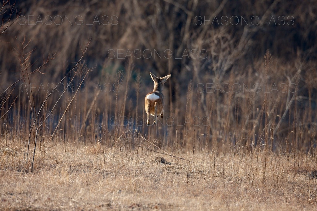 Roe Deer