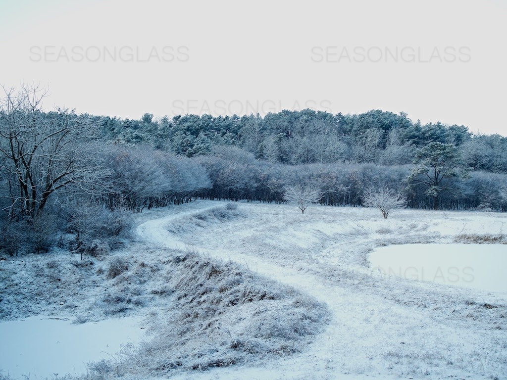 Woods in Winter