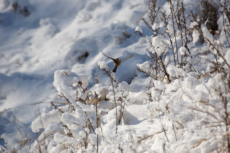 Dusky Thrush