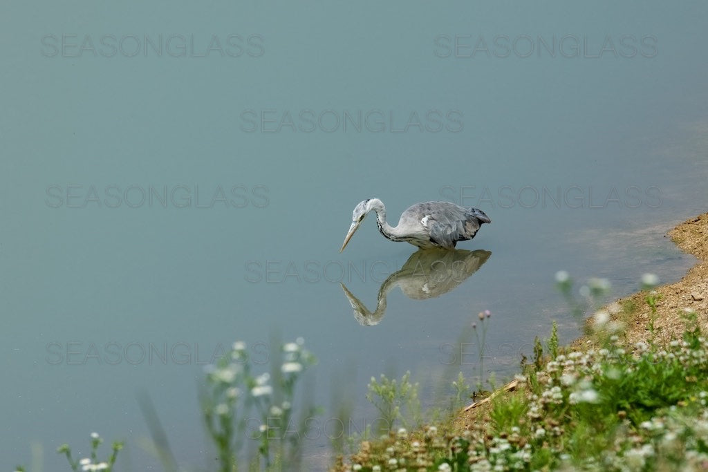 Grey Heron