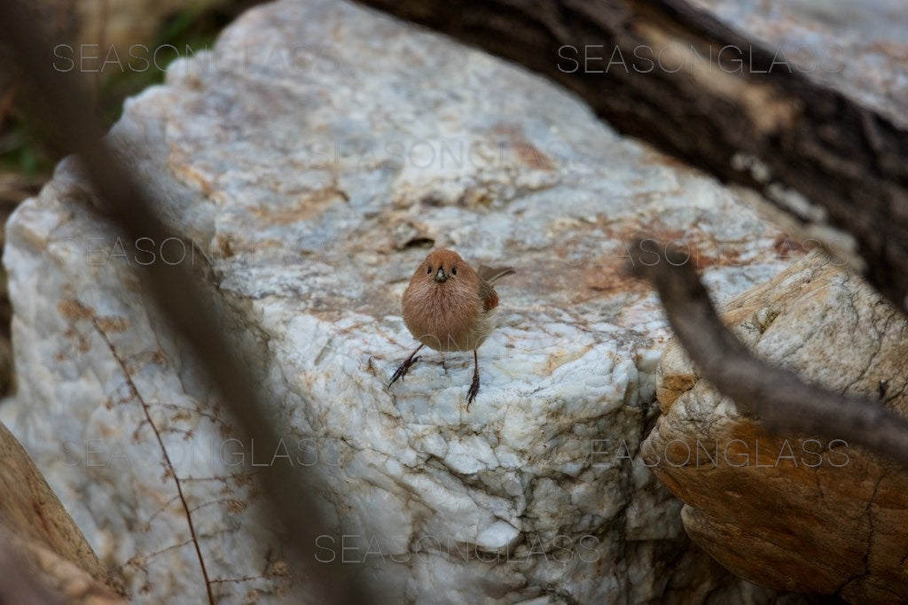 Vinous-throated Parrotbill