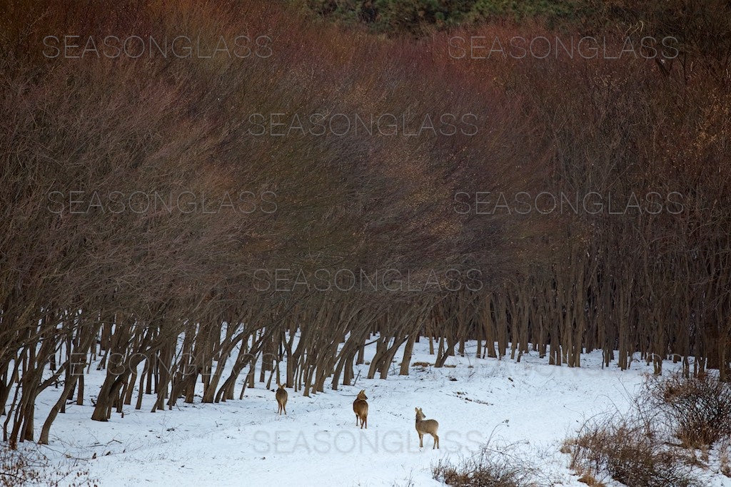 Water Deer