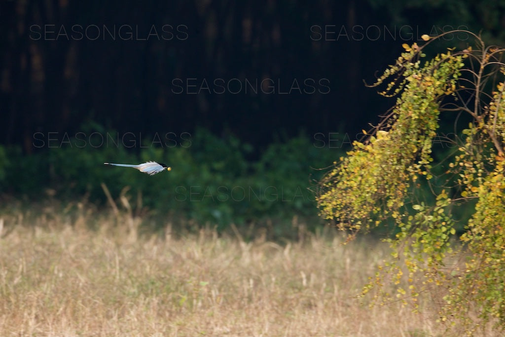 Azure-winged Magpie