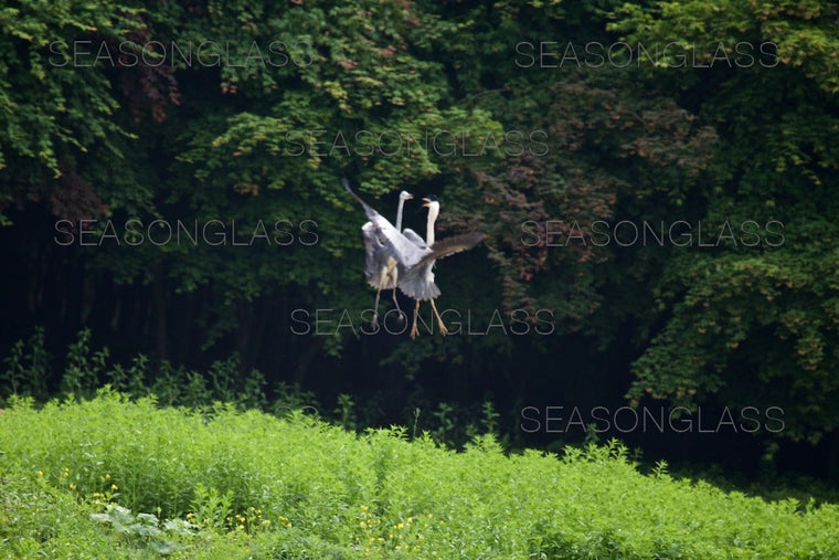 Grey Herons