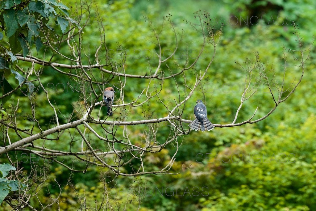 Chinese Sparrowhawk and Eurasian Jay