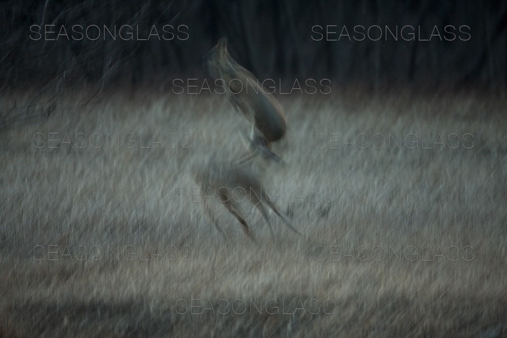 Water Deer