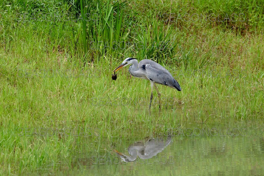 Grey Heron with Terrapin