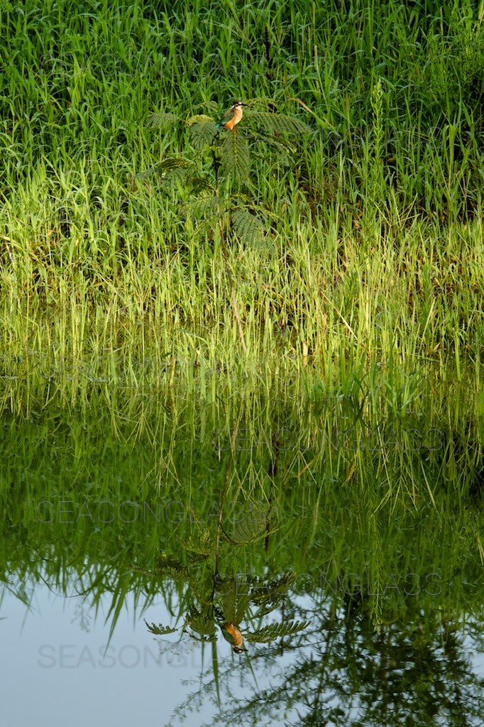 Common Kingfisher