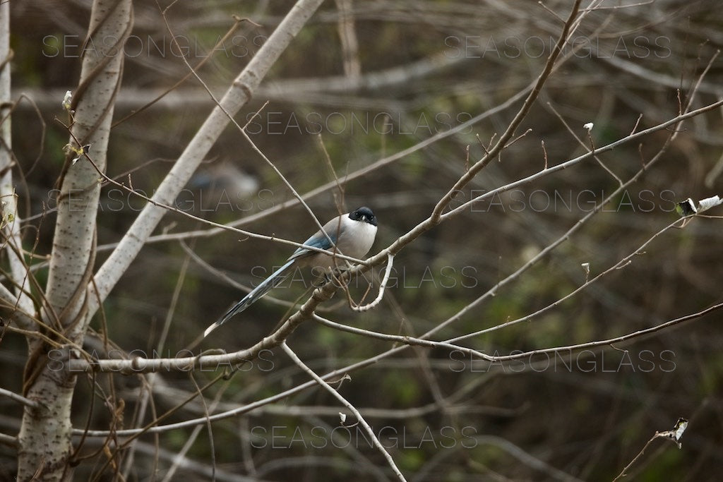 Azure-winged Magpies