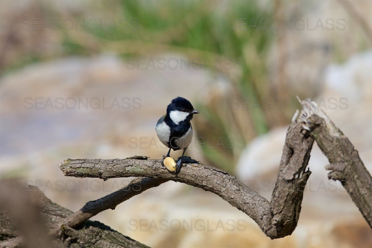 Great Tit