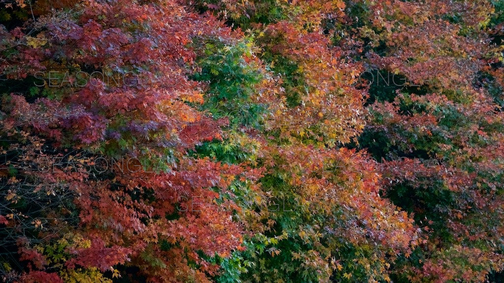 Maple Trees in Autumn