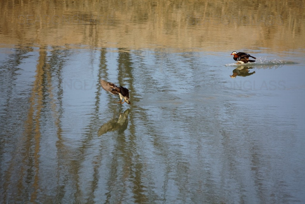 Pair of Mandarin Ducks