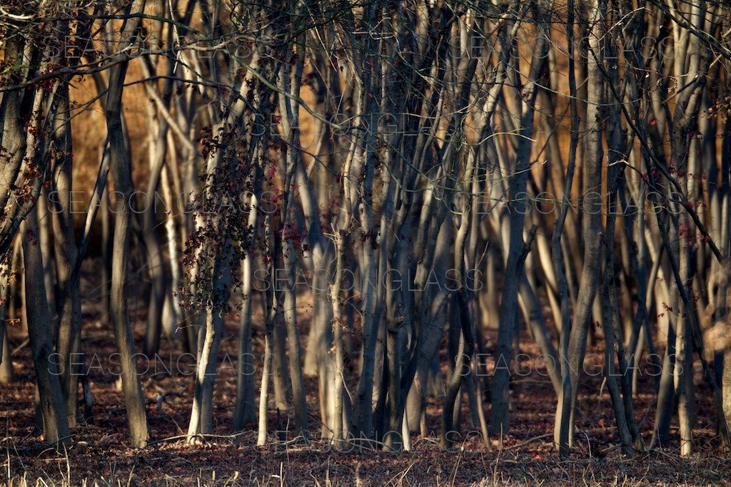 Maple Trees in Autumn