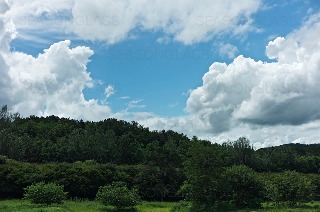 Woods in Summer