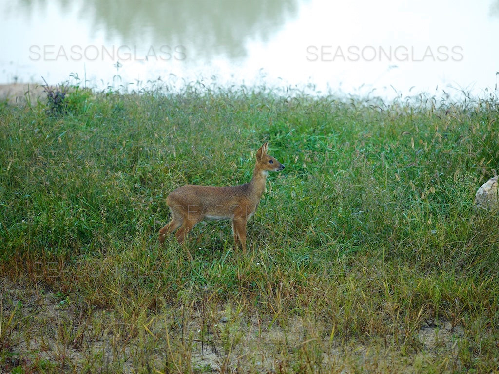 Water Deer