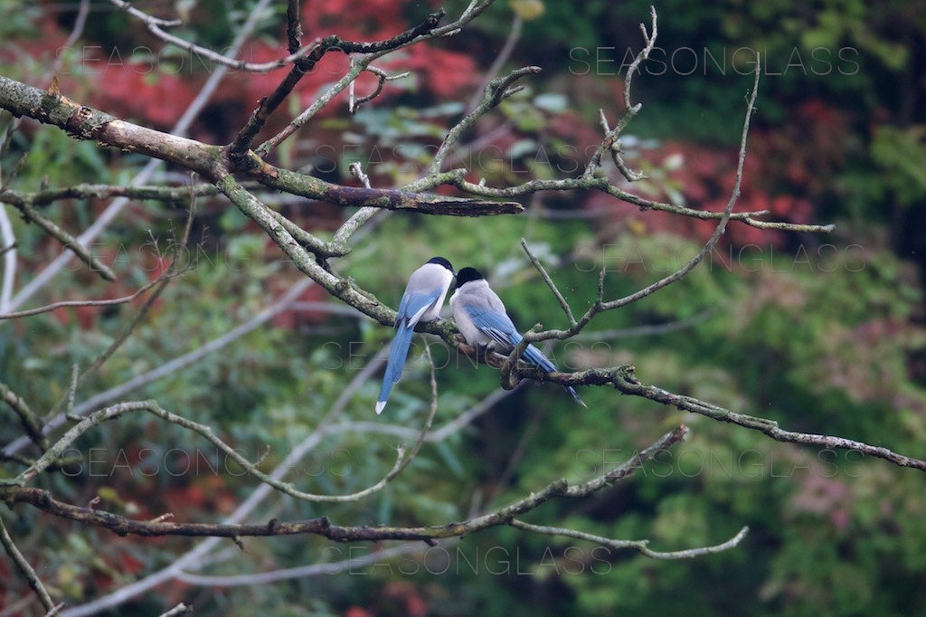 Pair of Azure-winged Magpies