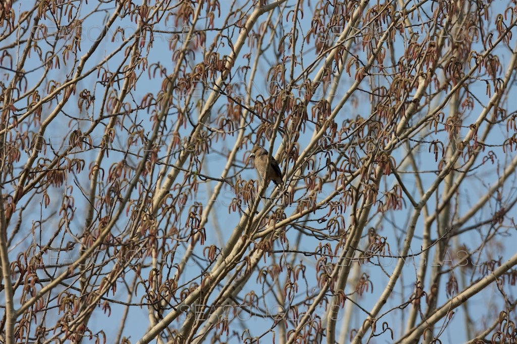 Hawfinch