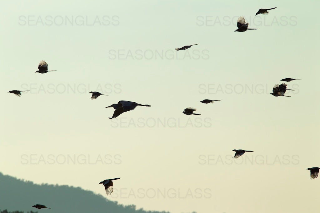 Magpies Harassing Grey Heron