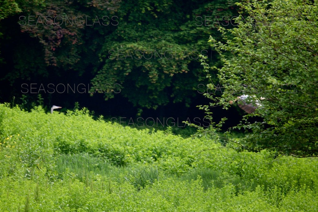 Grey Herons